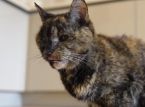 De oudste kat ter wereld viert zijn 30e verjaardag