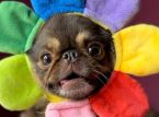 TikTok-sensatie King Chilli the Pug verplettert GoFundMe-doel voor levensreddende operatie