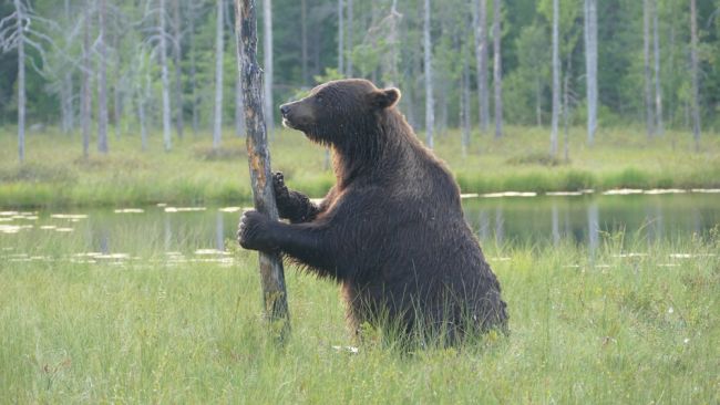 Er zijn bibliotheken in Finland, waar je niet met je schoenen aan mag komen
