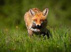 Achttien dieren, vogels en insecten zijn geselecteerd voor toekomstige Britse bankbiljetten