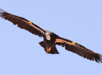 Californische condor voor het eerst in meer dan 100 jaar gezien in Oregon