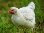 Dierenartsen pleiten voor een totaal verbod op kippenkooien in het Verenigd Koninkrijk