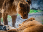 Drie leeuwinnen in de dierentuin van Tokio sterven aan een zonnesteek