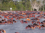 Veiligere wegovergangen zorgen ervoor dat de populatie mangrovelandkrab in Taiwan herstelt