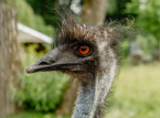 Australi&euml; begint zijn inheemse vogels te vaccineren tegen vogelgriep